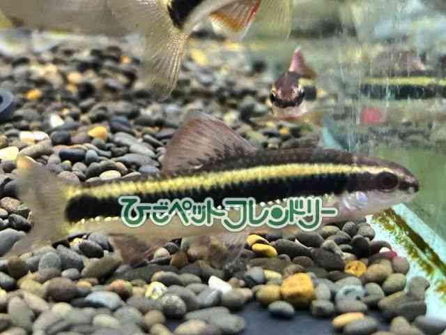 ̑iE^j
