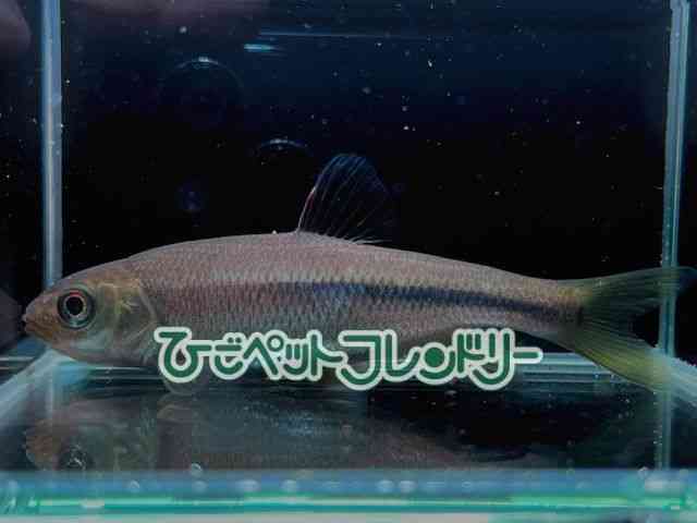 ̑i싛j