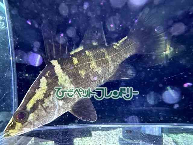 ̑i싛j
