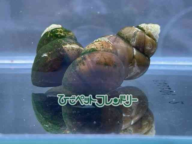 q^jV