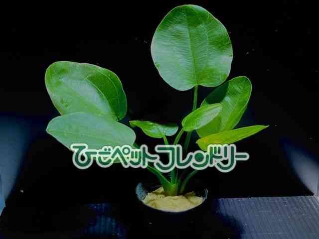 񂹐A