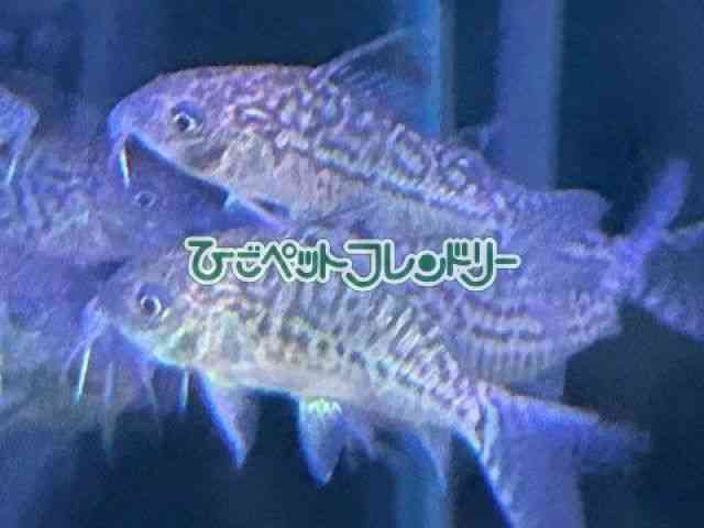 RhX@V[gm[Y