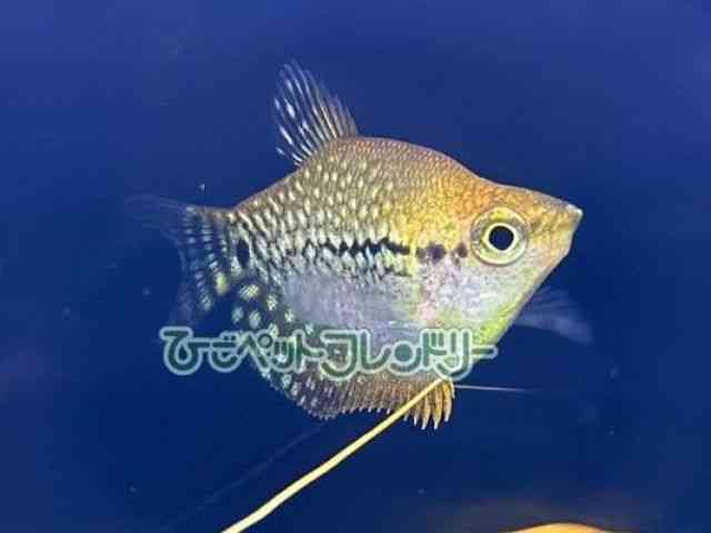̑@O~[