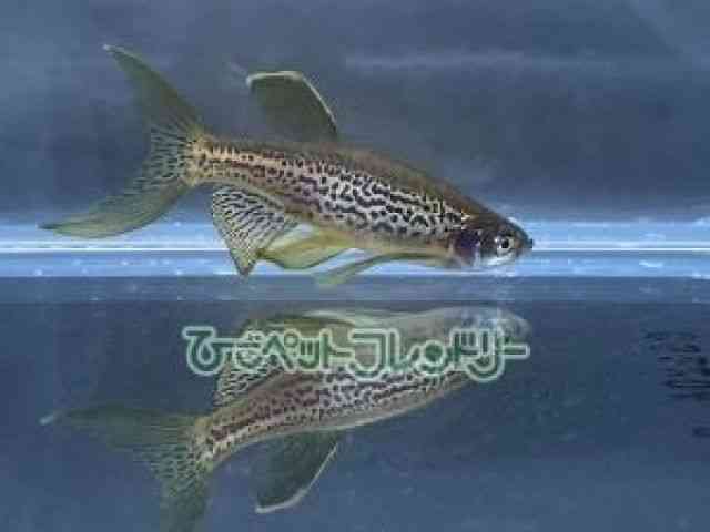 [u_jI