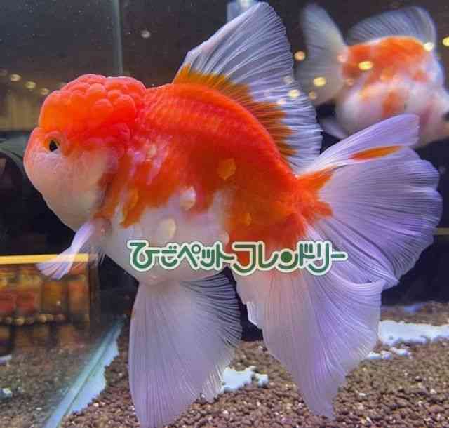 I_q