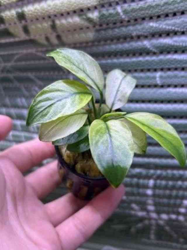 AkrAXEii
