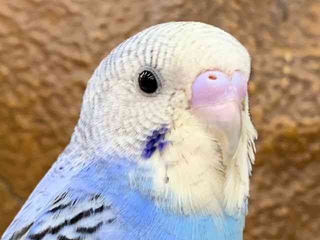 ZLZCCR
