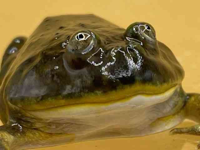 oWFbgKG