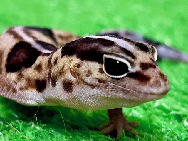 jVAtJgJQhL