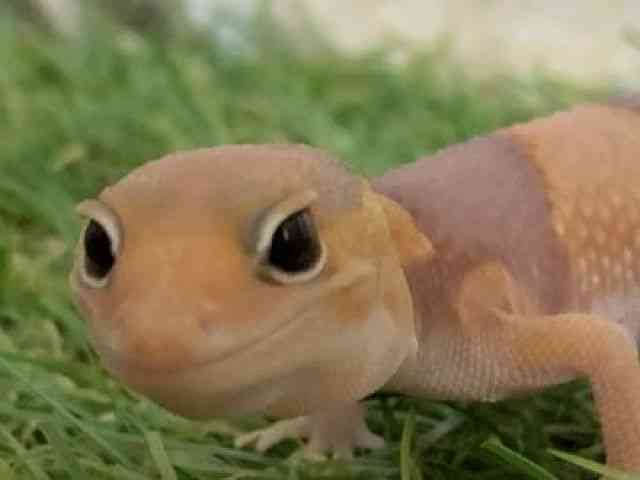 jVAtJgJQhL