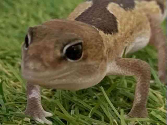 jVAtJgJQhL