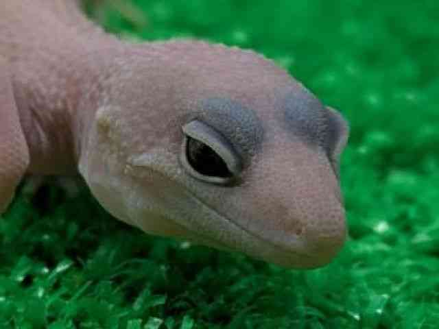 qEgJQhL