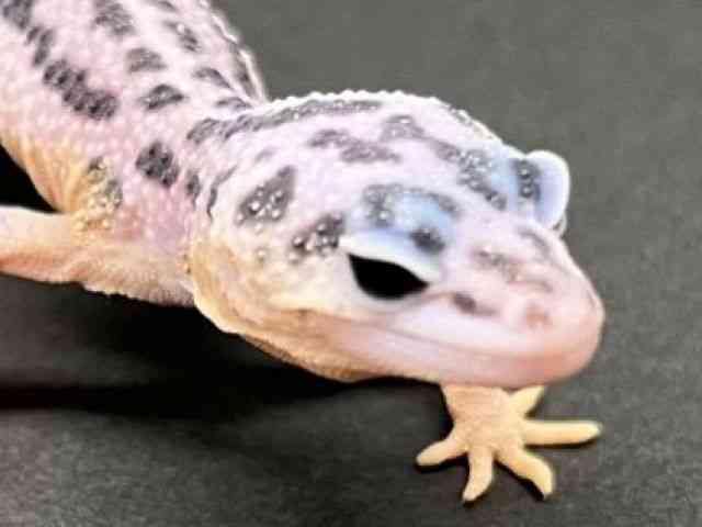 qEgJQhL