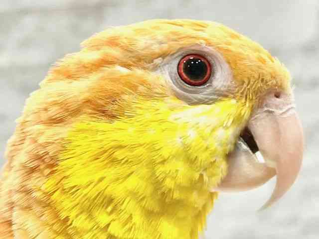 ̑iCREIEnj