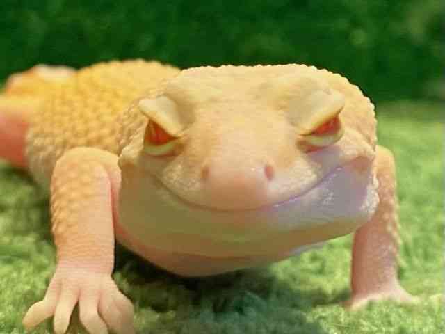 qEgJQhL