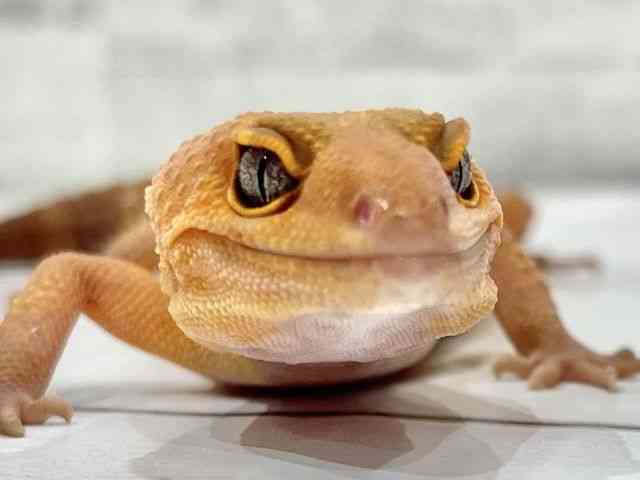 qEgJQhL
