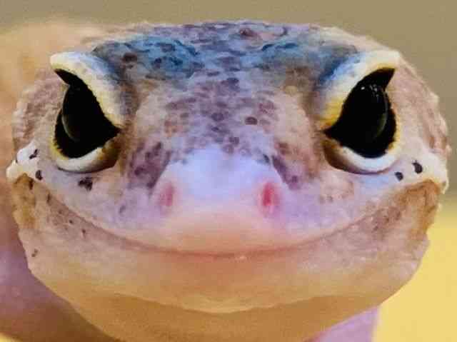 qEgJQhL