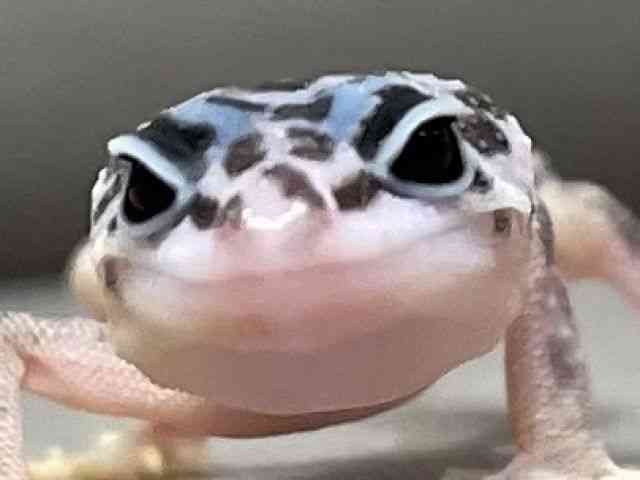 qEgJQhL