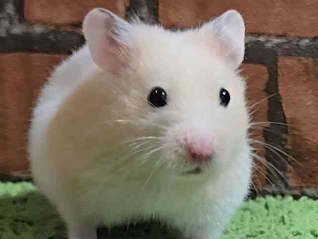 J[