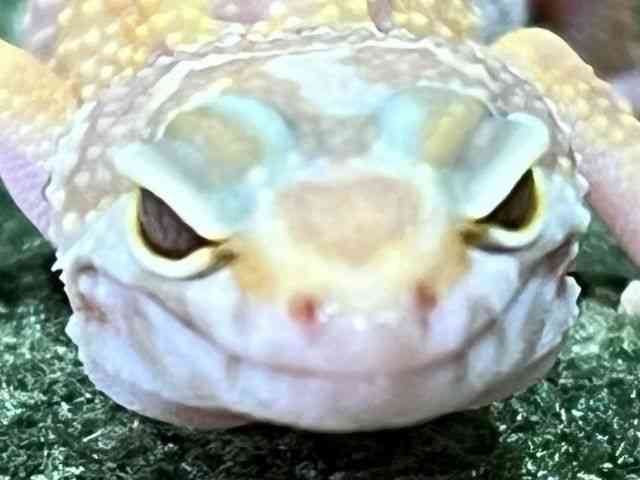 qEgJQhL