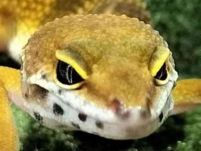 qEgJQhL