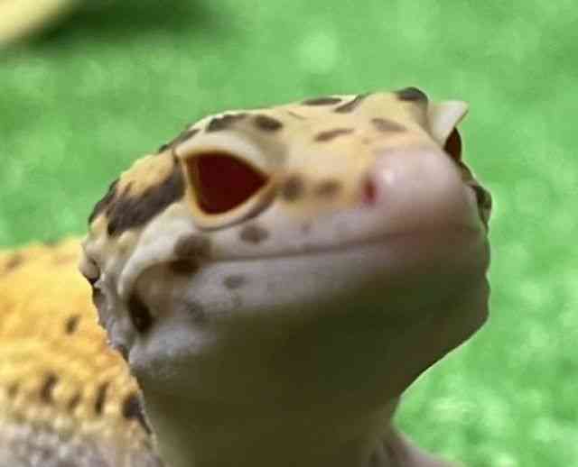 qEgJQhL