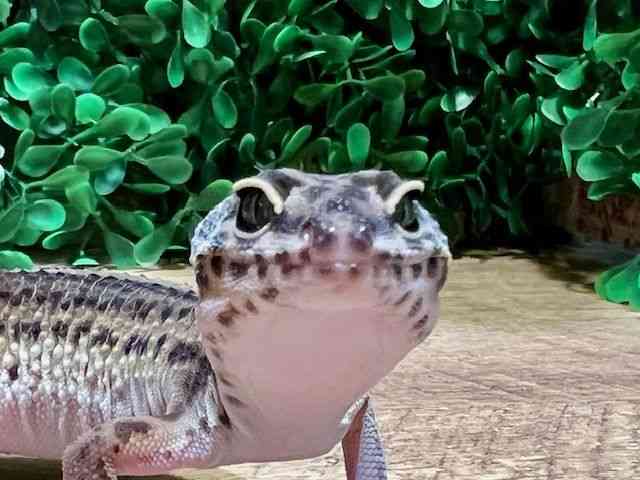 qEgJQhL