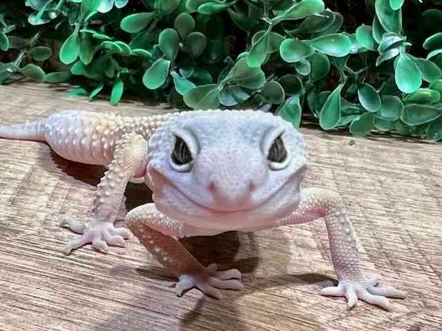 qEgJQhL
