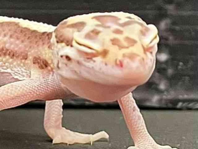 qEgJQhL