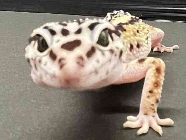 qEgJQhL