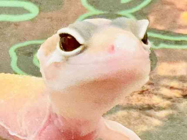 qEgJQhL