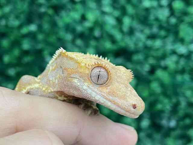 NXebhQbR[
