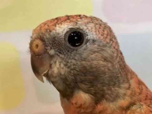 ALNTCR