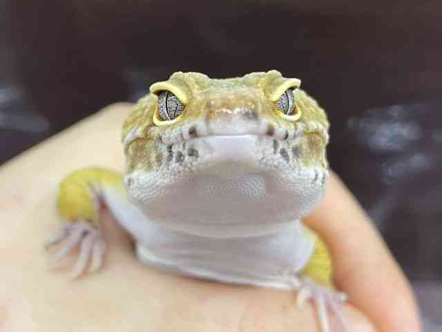 qEgJQhL