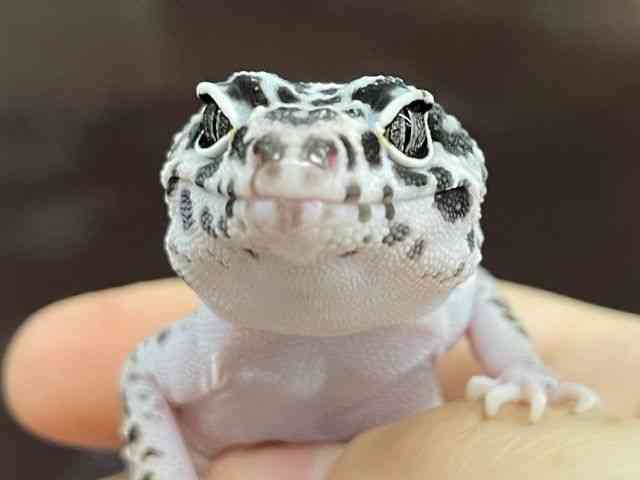 qEgJQhL