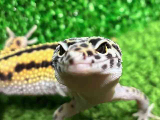 qEgJQhL
