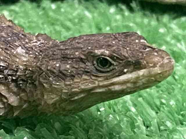 ̑igJQnj