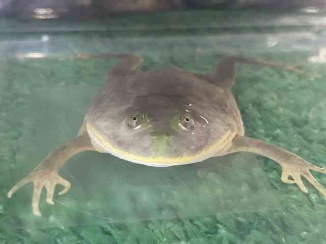 oWFbgKG