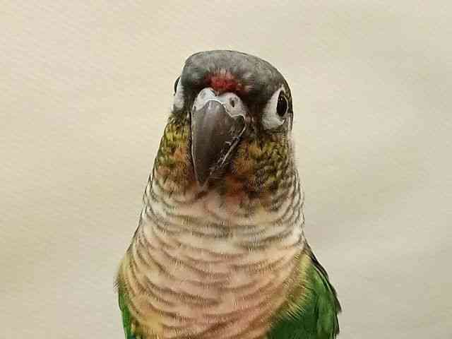 LRKlCERCR