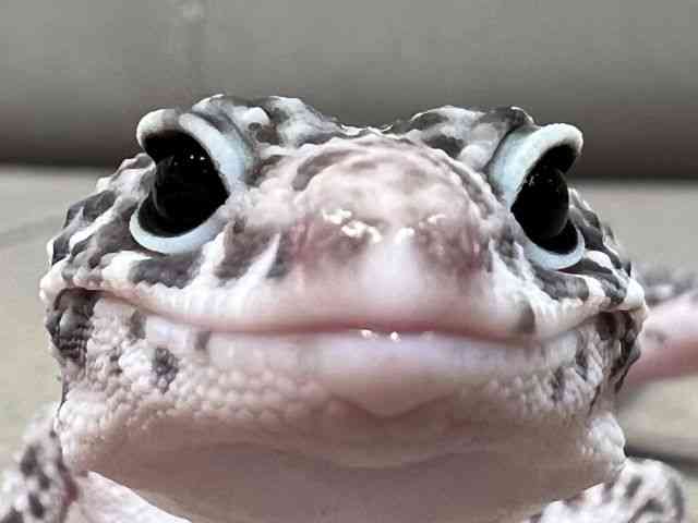 qEgJQhL