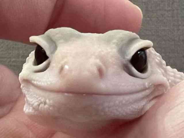 qEgJQhL