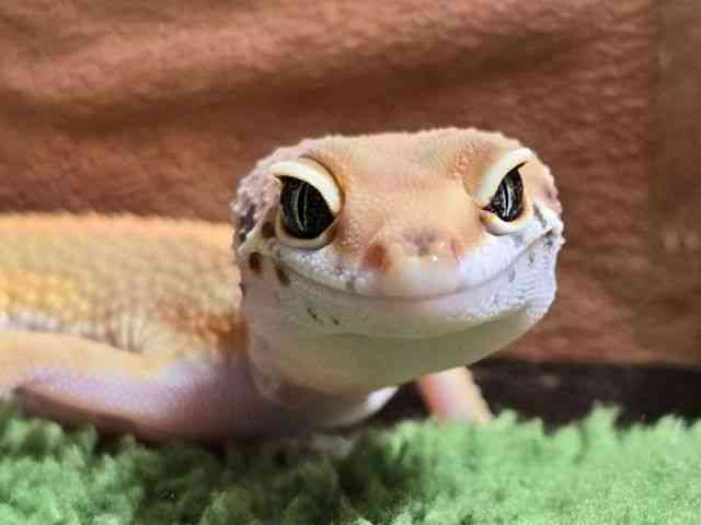 qEgJQhL