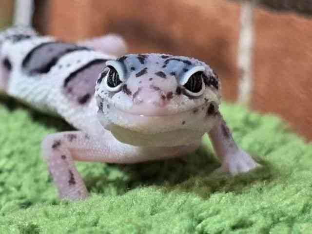 qEgJQhL