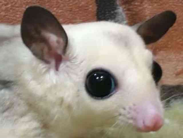 tNK