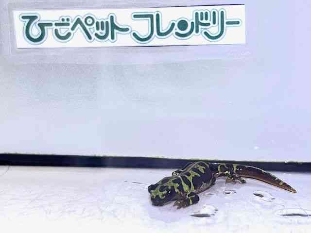 ̑iCET}_[nj