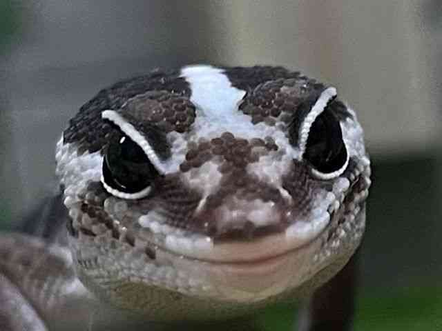 jVAtJgJQhL