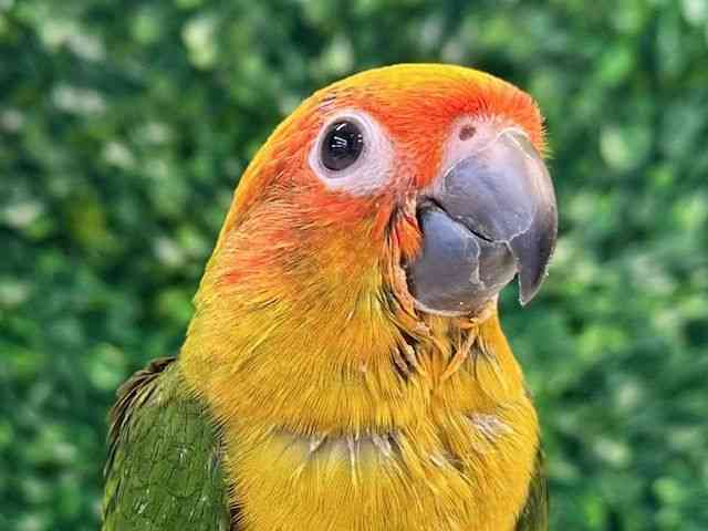 RKlLVRCR