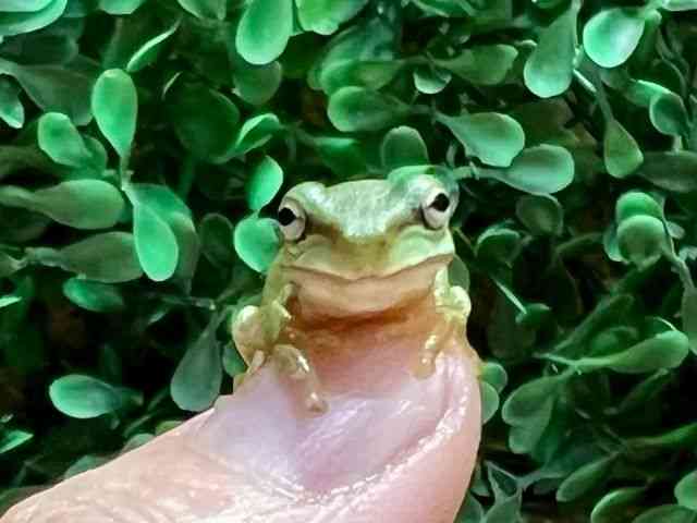 CGAKG