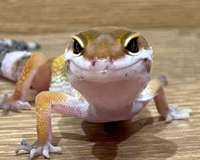 qEgJQhL