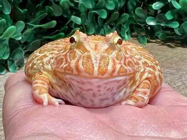 NEFcmKG
